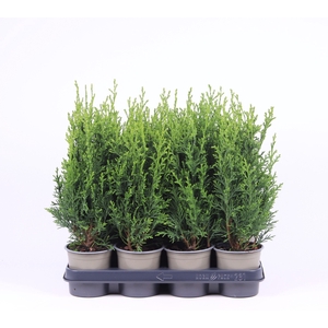Chamaecyparis lawsoniana 'Robusta'