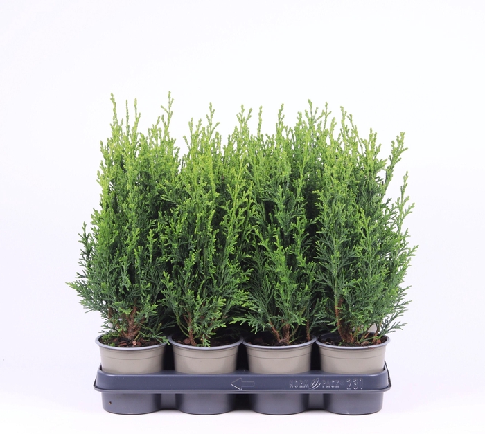 <h4>Chamaecyparis lawsoniana 'Robusta'</h4>