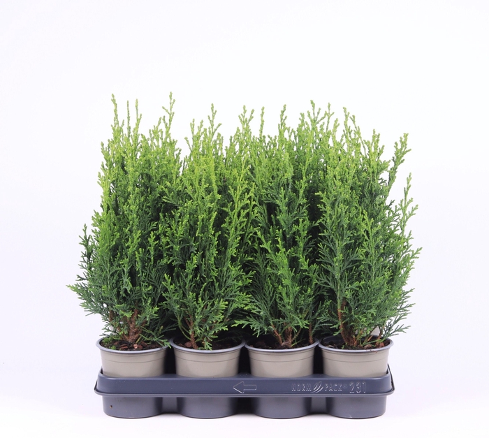 <h4>Chamaecyparis lawsoniana 'Robusta'</h4>
