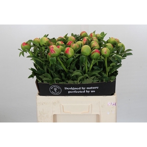 Paeonia coral sunset XXL