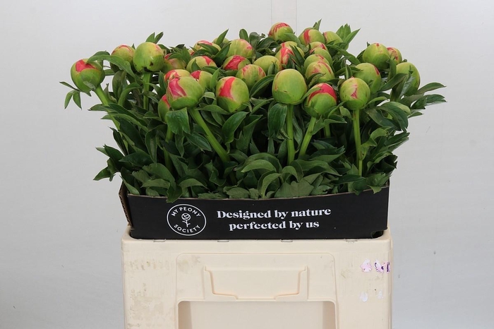 <h4>Paeonia coral sunset XXL</h4>