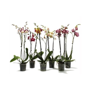 Phal Special Mix 2T14+