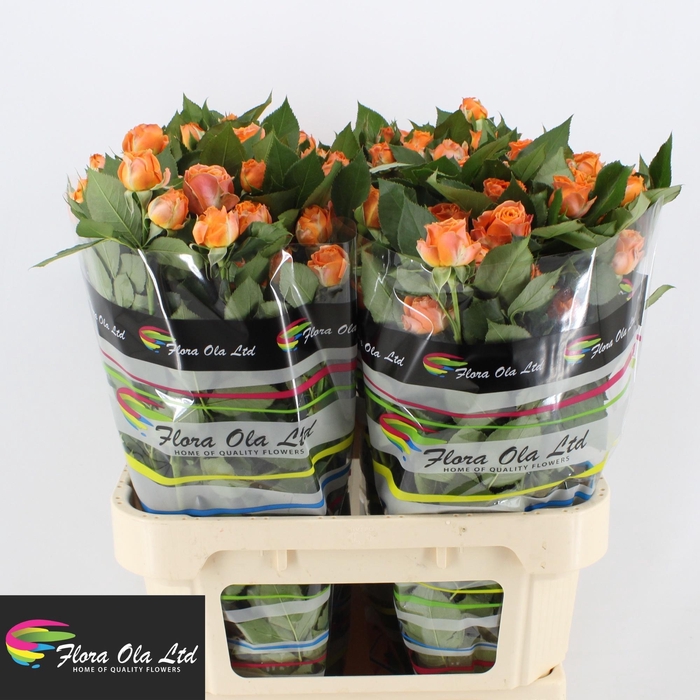 <h4>R TR CORAL BUBBLES</h4>