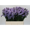 Limonium sinuatum Donau Birds