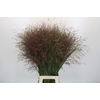 Panicum Warrior