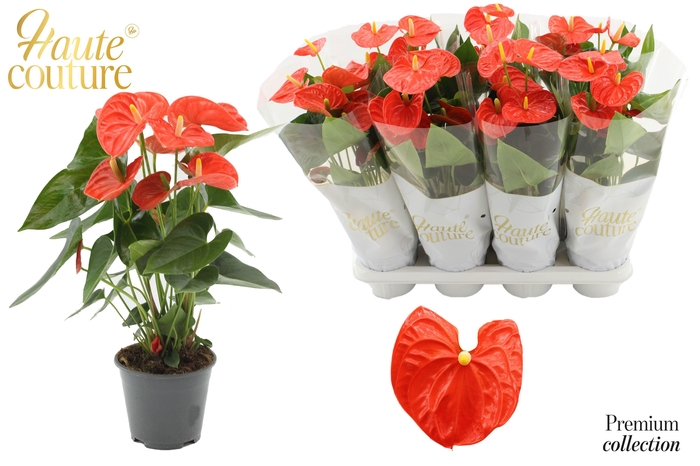 <h4>Anthurium 14 cm Sierra Orange in Haute Couture sleeve</h4>