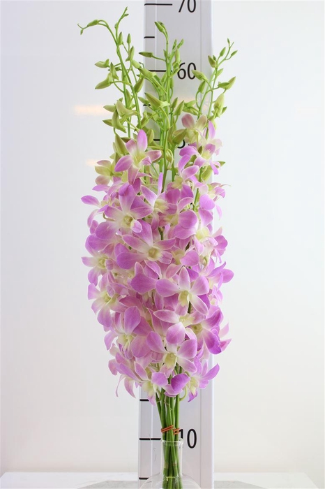 <h4>Dendro Lucy Pink L</h4>