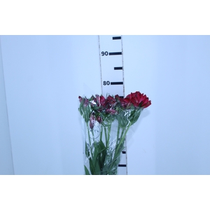 ALSTROEMERIA MARIAN 080 CM VERMELHO