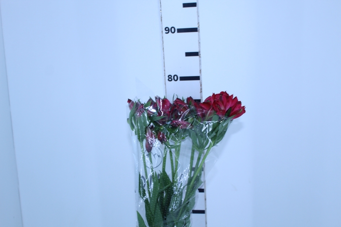 ALSTROEMERIA MARIAN 080 CM VERMELHO
