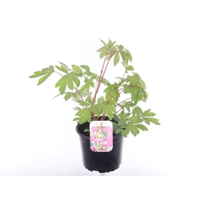 Dicentra spectabilis