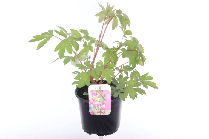 <h4>Dicentra spectabilis</h4>