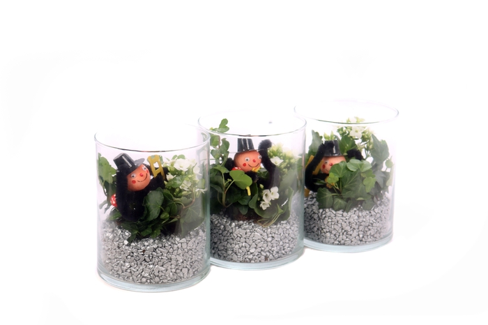 <h4>Opgemaakt cilinder glas hedera kalanchoe en silvester bijsteke</h4>