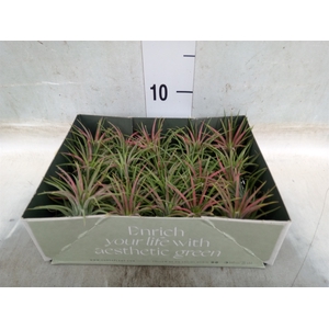 Tillandsia