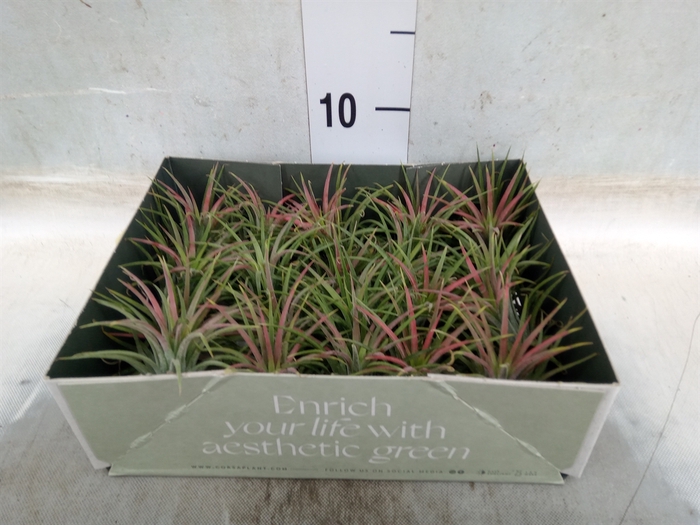 <h4>Tillandsia</h4>