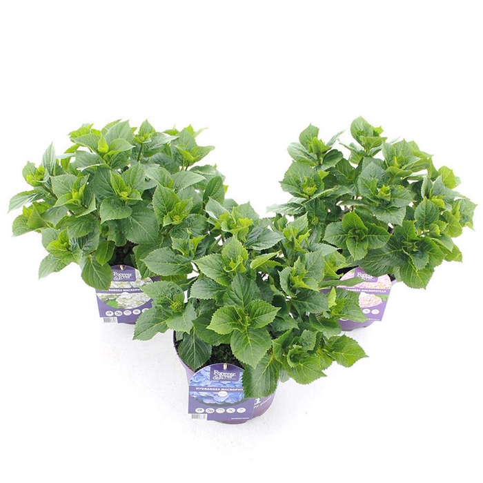 <h4>Hydrangea macr. Forever & Ever® MIX C5 (23cm.) Kn.</h4>