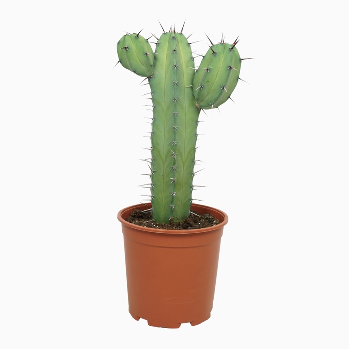 <h4>Cereus</h4>