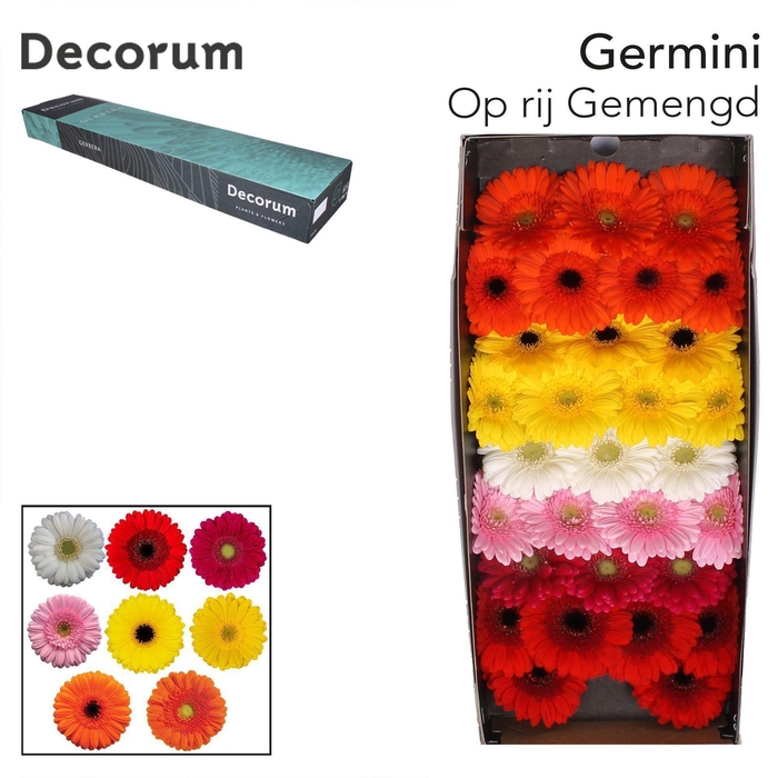 <h4>GERBERA MI   ...MIX OP RIJ</h4>