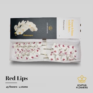 Phalaenopsis Red Lips