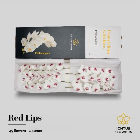 <h4>Phalaenopsis Red Lips</h4>