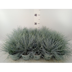 Festuca glauca 'Compacta Blue'