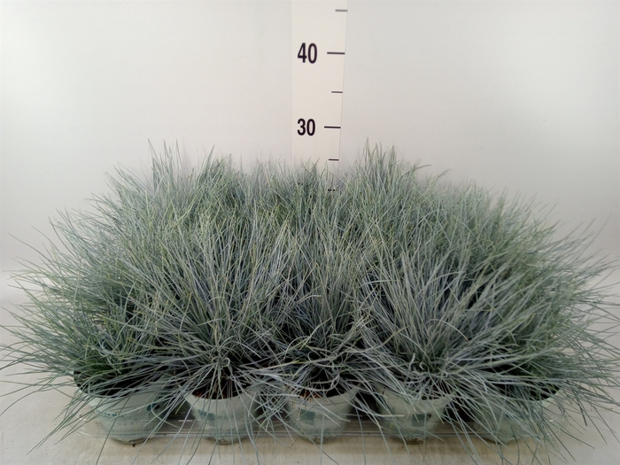 <h4>Festuca glauca 'Compacta Blue'</h4>