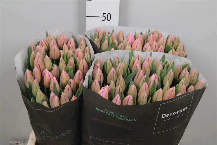 <h4>Tu En Barcel Pink</h4>