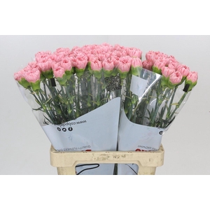 Dianthus St Cerisier