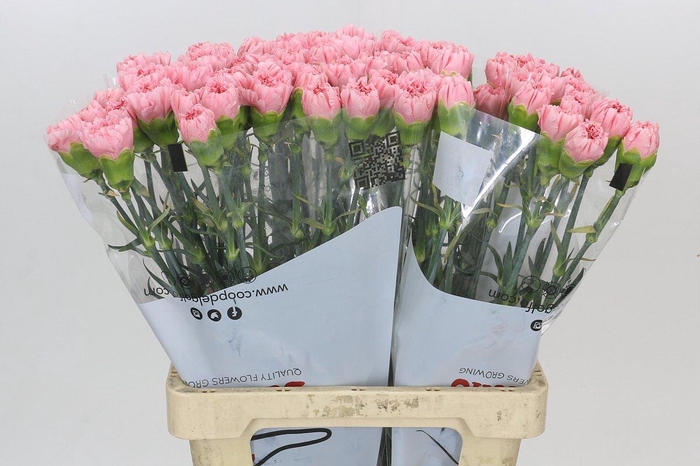 <h4>Dianthus St Cerisier</h4>