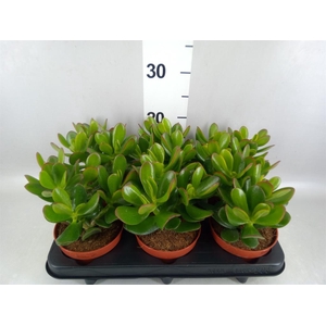 Crassula  'Magical Tree'
