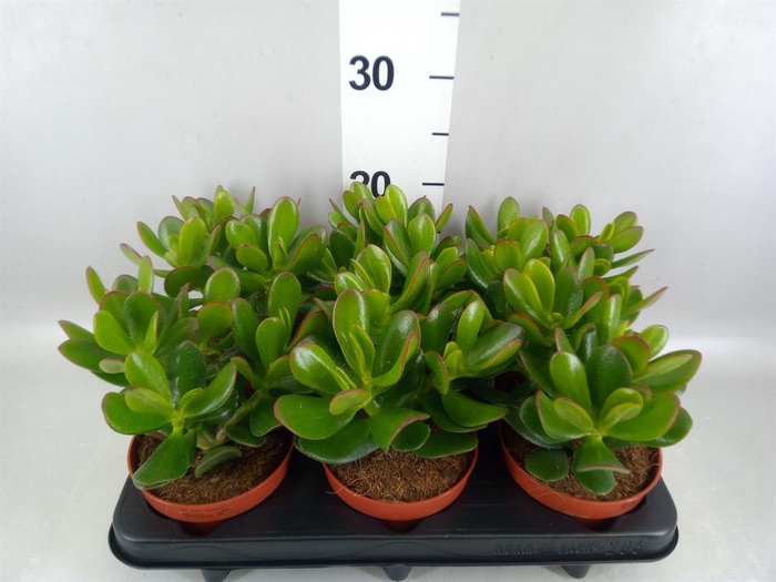 <h4>Crassula  'Magical Tree'</h4>