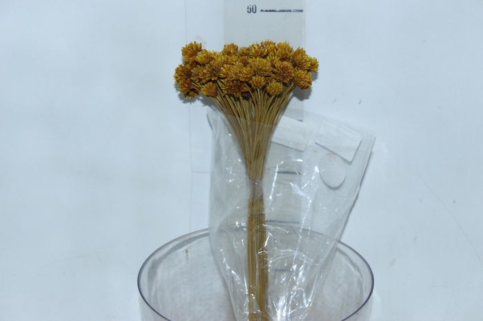 <h4>PLANTA SECA BOT¿O ESPETA NARIZ DESIDRATADO AMARELO</h4>