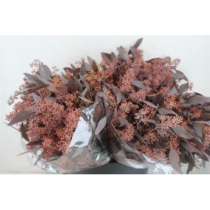 Euca Populus Berry Short Abs Red 150g Pbs