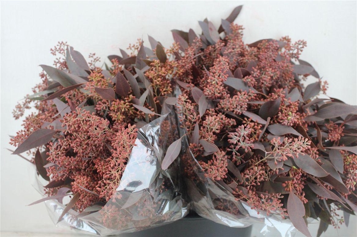 <h4>Euca Populus Berry Short Abs Red 150g Pbs</h4>