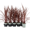 Cordyline Red Star