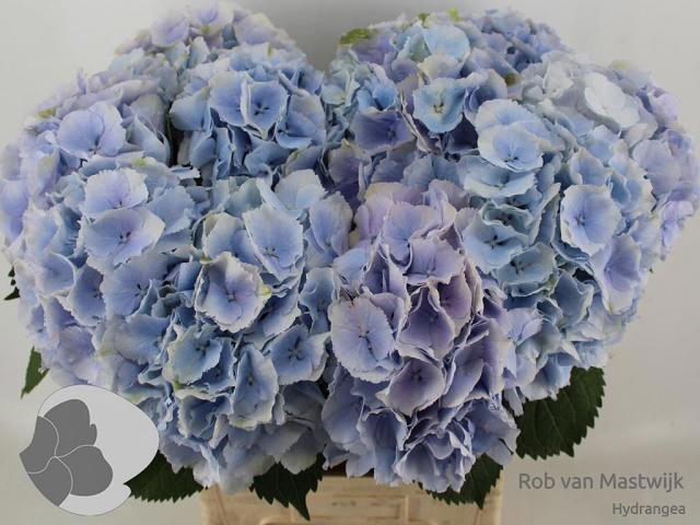 <h4>HYDR M CH VERENA BL</h4>