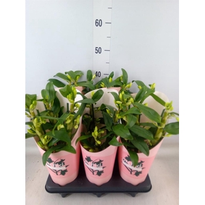 Dendrobium nob. 'StarCla Apollon'