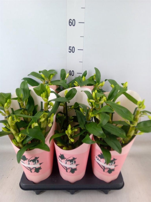 <h4>Dendrobium nob. 'StarCla Apollon'</h4>