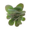 KALANCHOE THYRSIFL