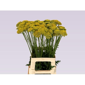 ACHIL F PARK VARIETY