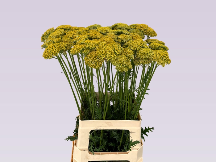 <h4>ACHIL F PARK VARIETY</h4>