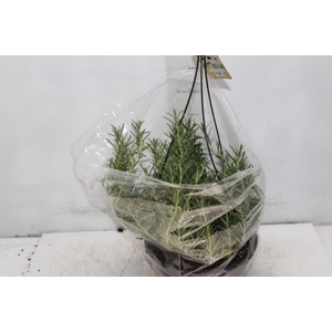 ALECRIM C21 PENDENTE