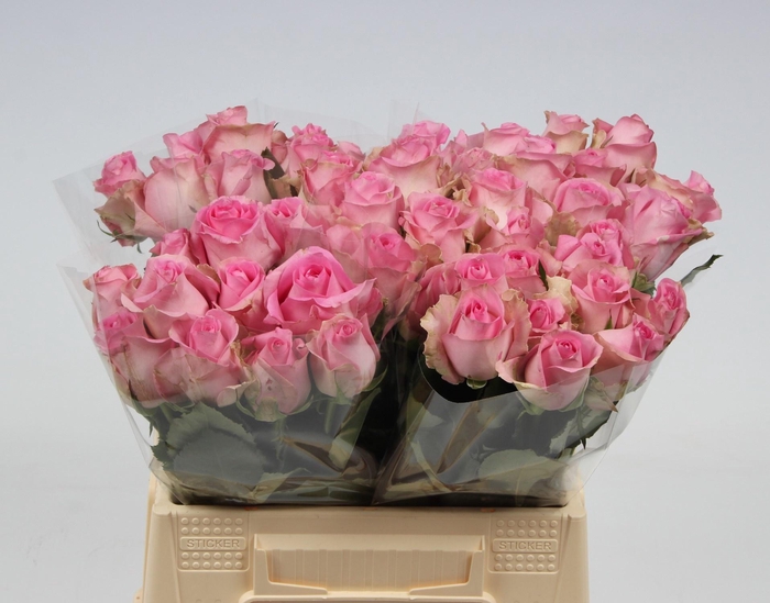 <h4>R GR REVIVAL</h4>