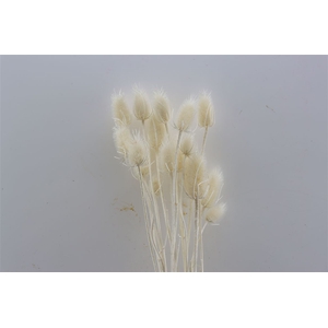Dried Cardi Stella Bleached Bunch Slv