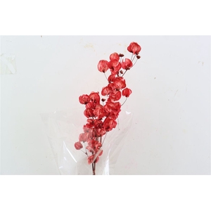 Dried Bougainvillea X5 55cm Red Bunch