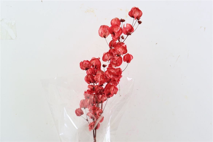 <h4>Dried Bougainvillea X5 55cm Red Bunch</h4>