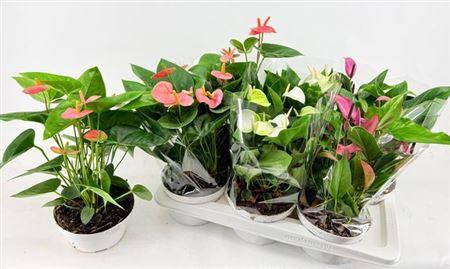 Anthu An Gem 3 Kl 7+ P17 Schaaltje