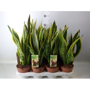 Sansevieria trifa. 'Laurentii'