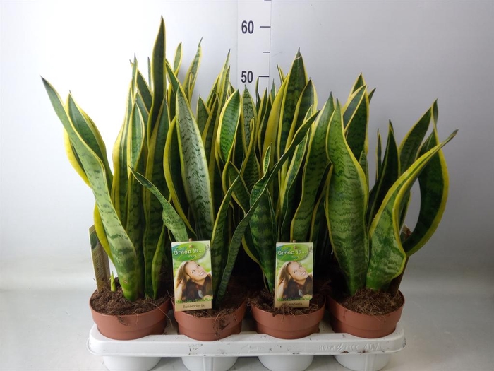 <h4>Sansevieria trifa. 'Laurentii'</h4>
