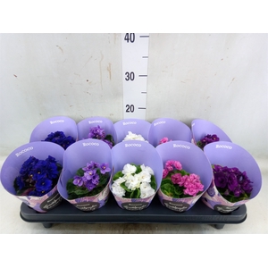 Saintpaulia  'Inova Rococo'   ..mix