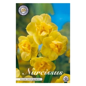 Narcissus Double Yellow Cheerfulness x5 14/16
